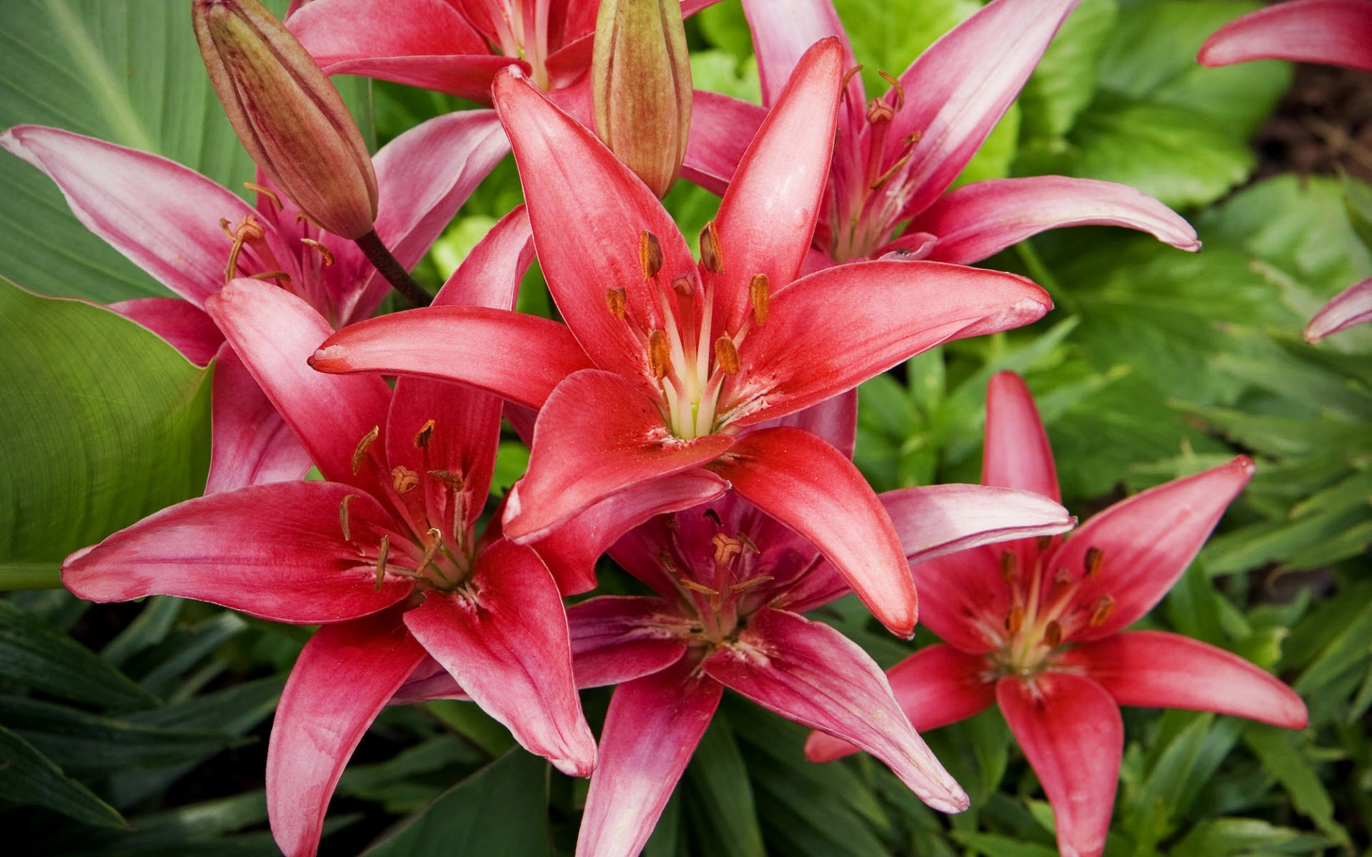 Red Lilies Flowers2197912983